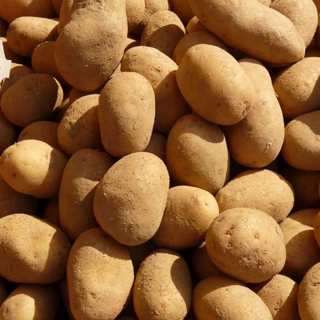 Potatoes - Marfona (All Rounders) (Organic)